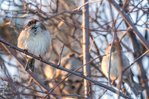 Sparrow sits on a branch without leaves. © Dmitrii Potashkin