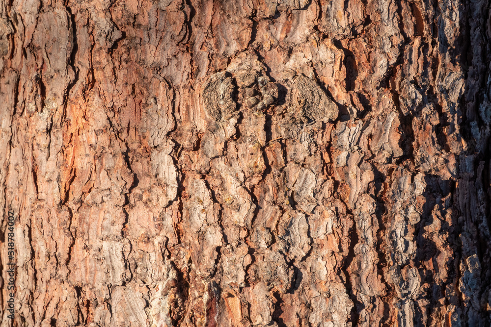 Texture of pine bark background Texture of pine bark background