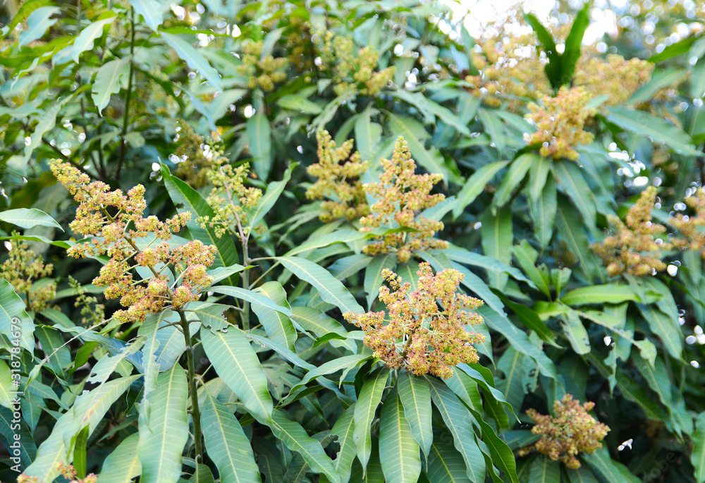 Mango flower, A branch of inflorescence mango flower. Mango flower, A branch of inflorescence mango flower.