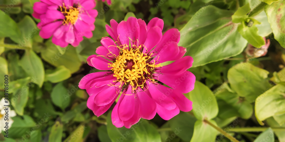 Obraz premium flowers in the garden