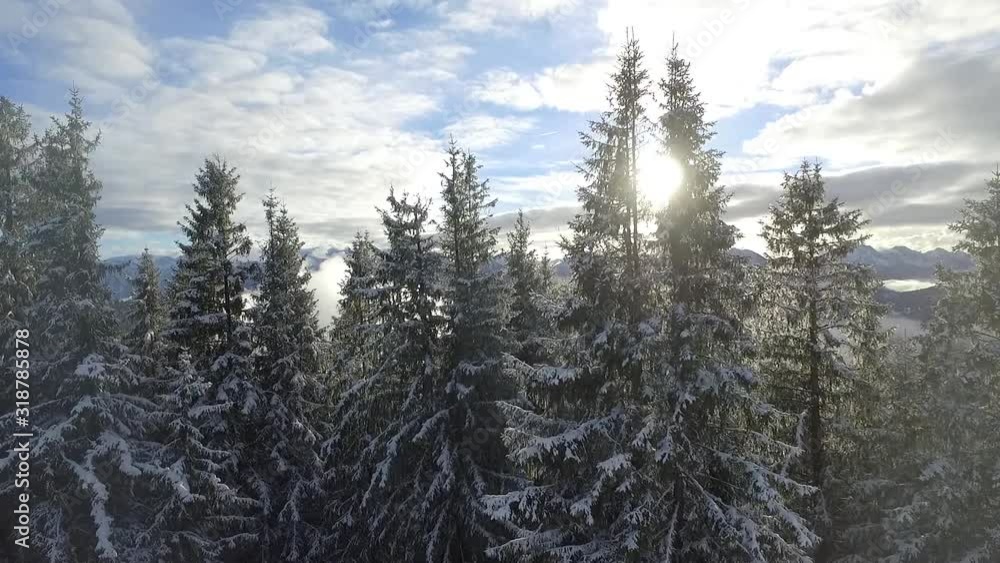 Ascending through fir trees, view to Hoernle mountains, Bavaria