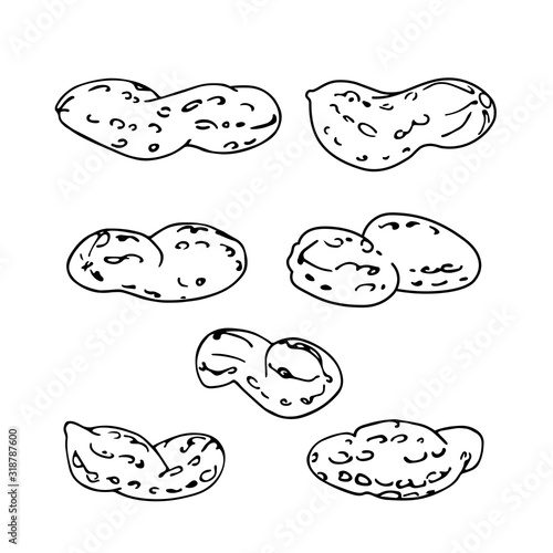 set of peanuts in shell, element of decorative ornament or pattern, vector illustration with black contour lines isolated on white background in doodle and hand drawn style