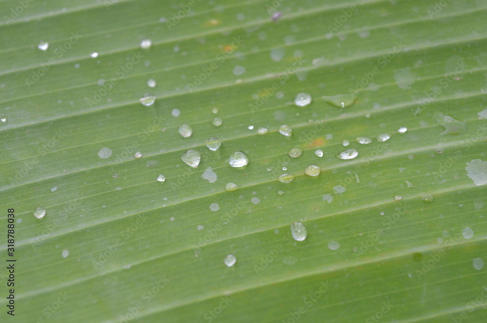 Morning dew on the surface of green banana leaves Morning dew on the surface of green banana leaves