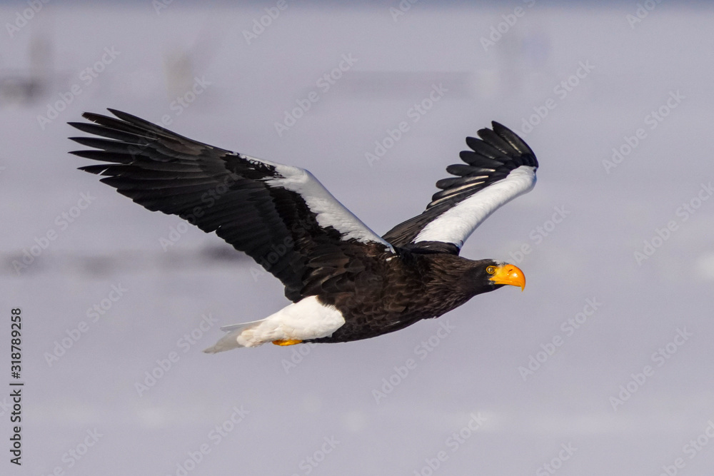 Fototapeta premium オオワシ