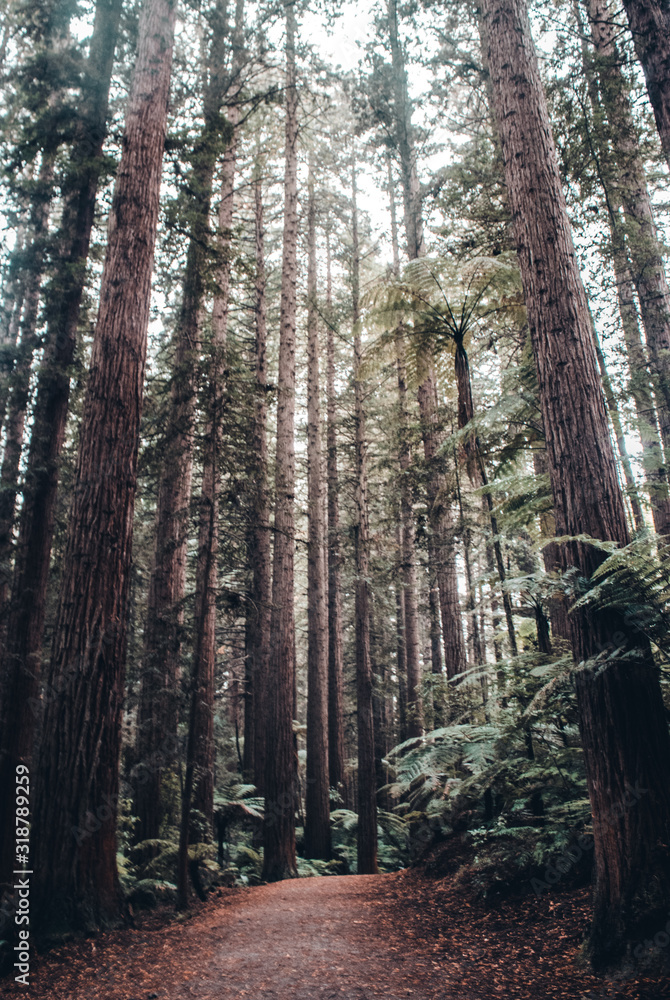 Obraz premium Red Woods Forest