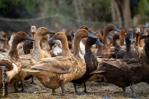 A flock of ducks returning from searching for food gathered together to organize