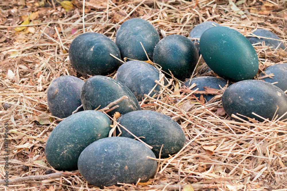 Clutch of Emu's eggs (Dromais novaehollandiae) at Negev Zoo, Israel Clutch of Emu's eggs (Dromais novaehollandiae) at Negev Zoo, Israel