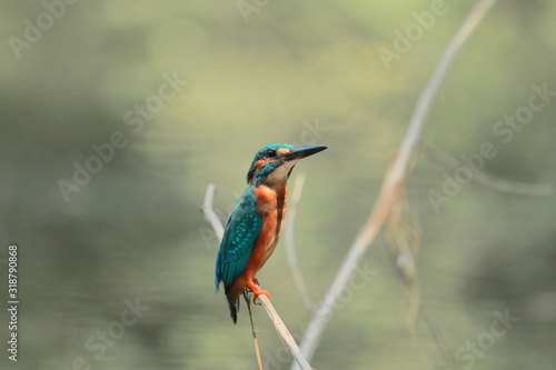 the common kingfisher (alcedo atthis) also known as eurasian kingfisher and river kingfisher, is sitting on a branch at chintamoni kar bird sanctuary in kolkata, west bengal, india