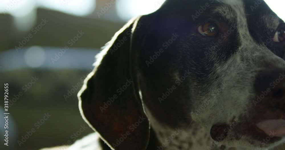 Dog licks lips as she wakes up form afternoon nap slow motion close