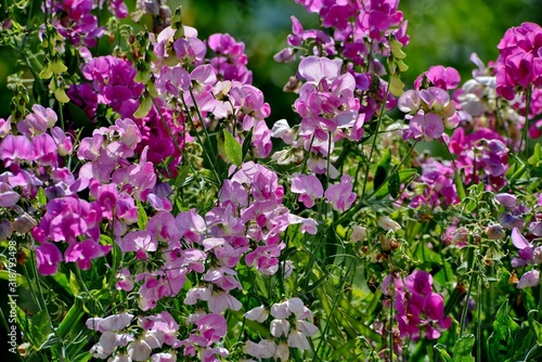 wild lathyrus flowers in nature