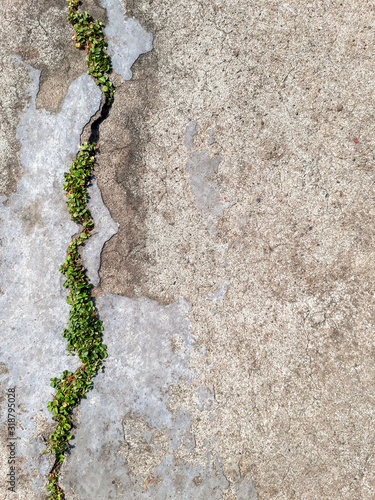 Green plants growing on cracked concrete floor.