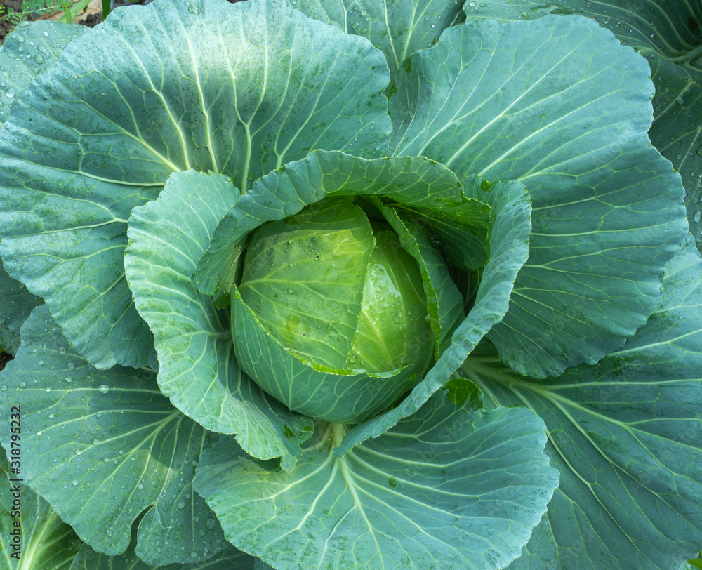 Top view of fresh cabbage in the garden. Top view of fresh cabbage in the garden.
