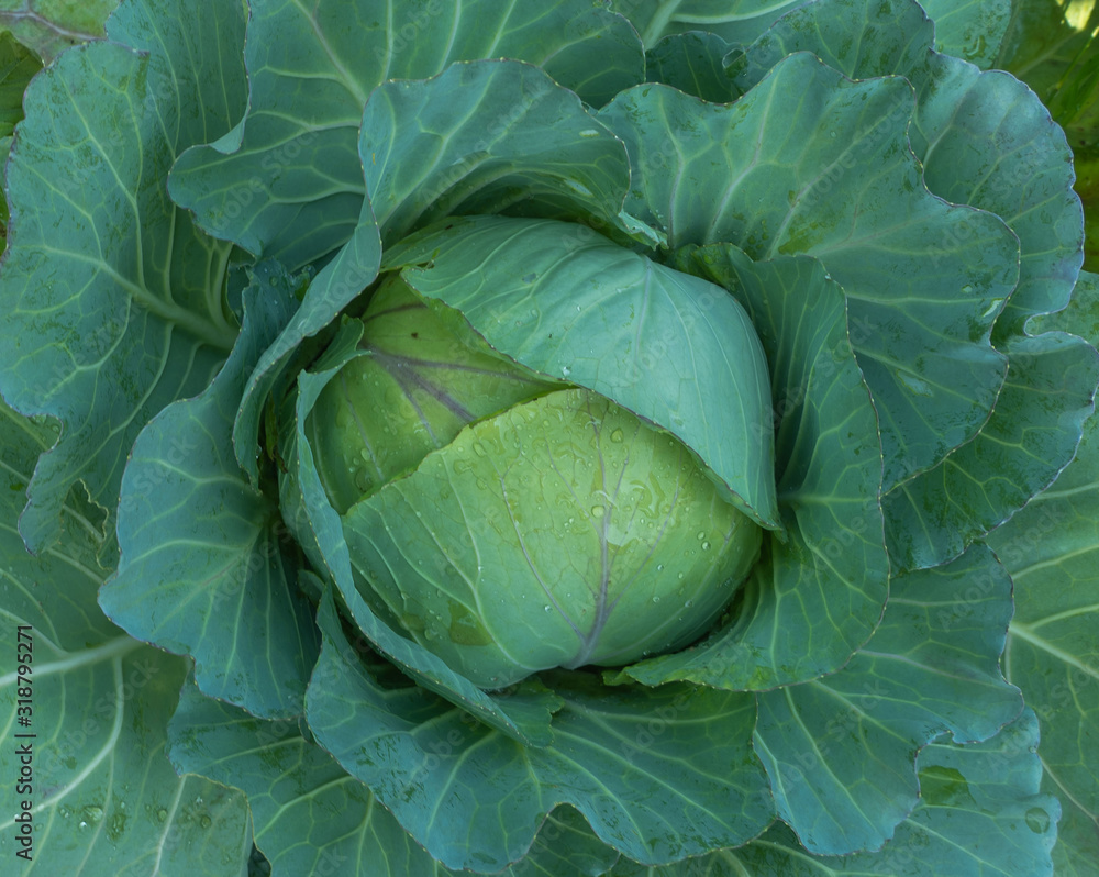 Fototapeta premium Top view of fresh cabbage in the garden.