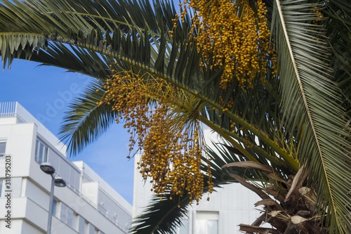 Closeup of babassu palm surrounded by white buildings under the sunlight and a blue sky photo