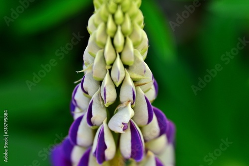 closeup lupine flower