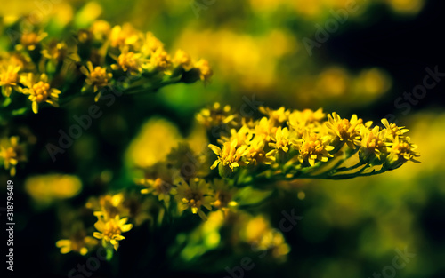 Elegant artistic closeup inflorescence of Solidago flower also known as goldenrods.