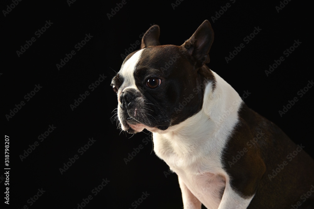 Fototapeta premium ボストンテリア