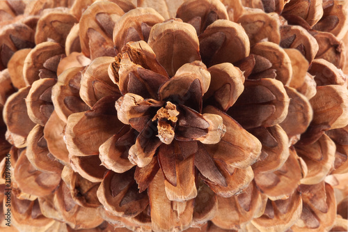 Great big pinecone - winter background, spiral brown cone