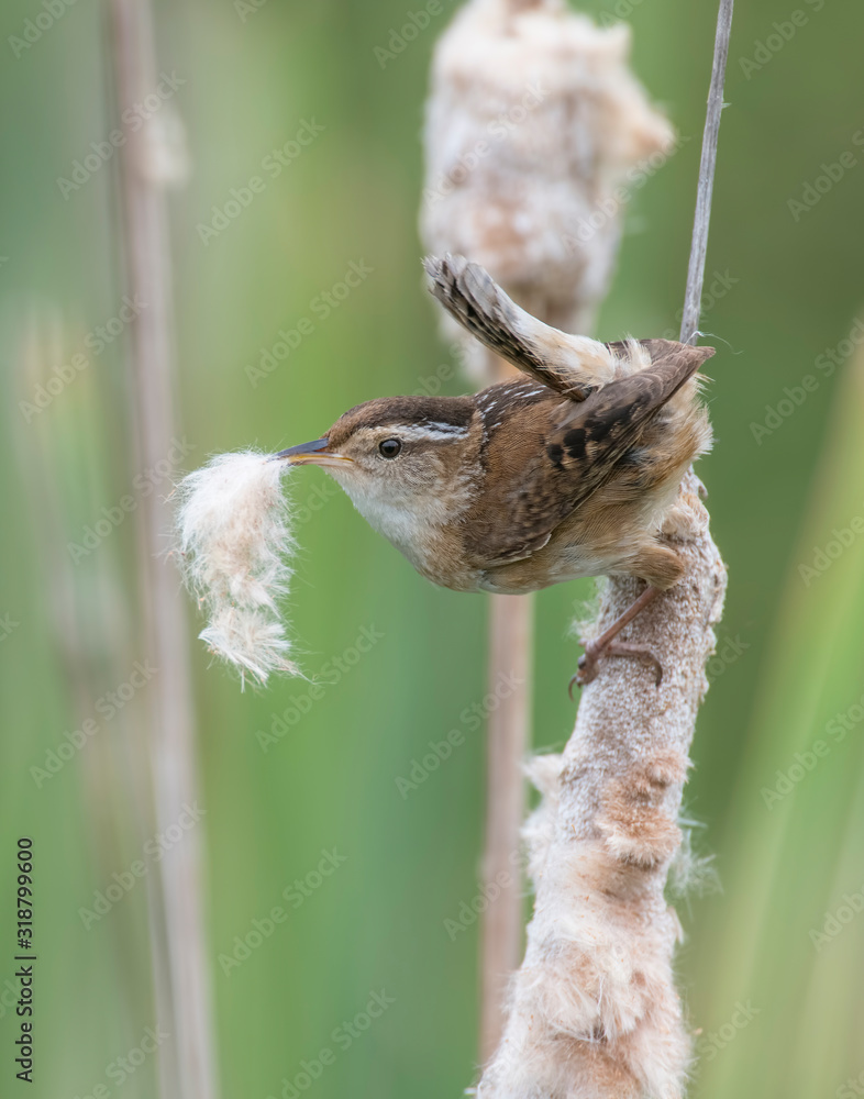 Marsh Wren collecting nesting material Marsh Wren collecting nesting material