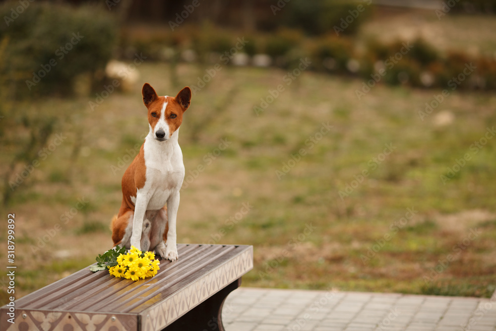 Cute red dog breed Basenji or Congo Terrier in the spring for a walk in the Park with flowers, a beautiful portrait. Concept: the most ancient dog breeds, dog care, veterinary medicine.