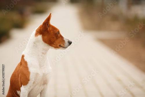 Cute red dog breed Basenji or Congo Terrier for a walk in the Park  a beautiful portrait. Place for the inscription. Concept  veterinary medicine  cynology  dog care.