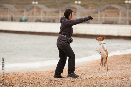 The owner with a Basenji dog on the beach, actively playing, having fun, fooling around. Concept: friendship between the owner and the dog, good relations. Active lifestyle.