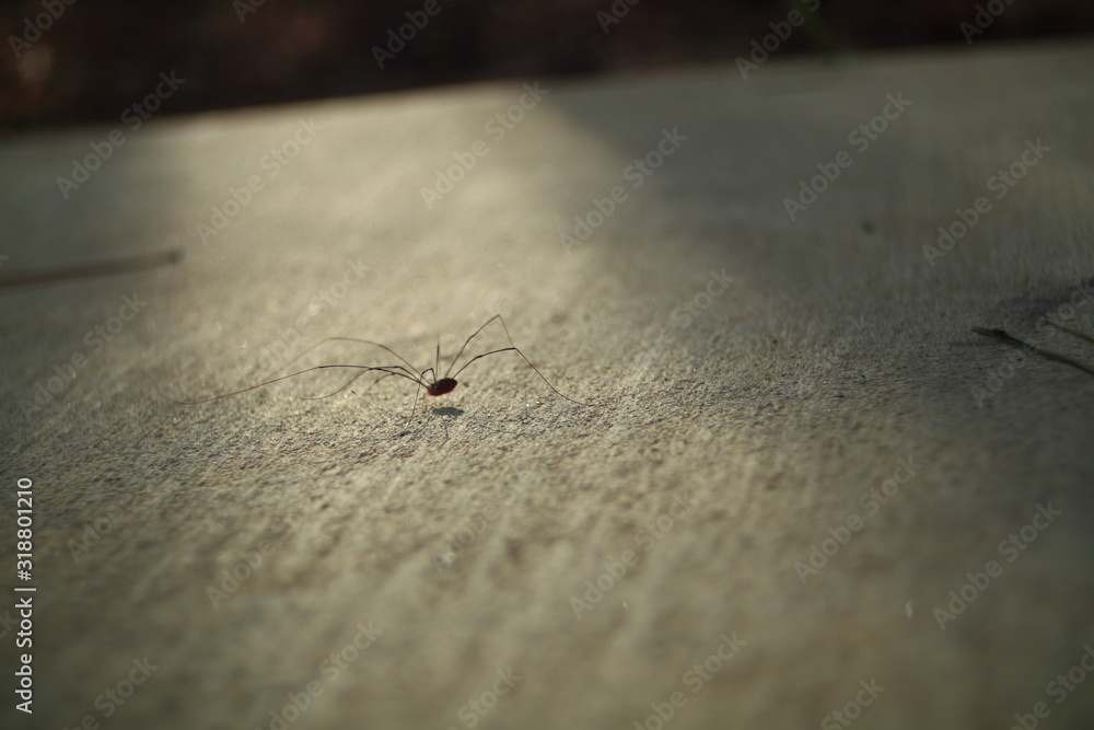 Fototapeta premium The Little Spider on the Concrete