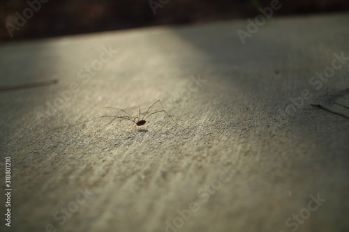The Little Spider on the Concrete