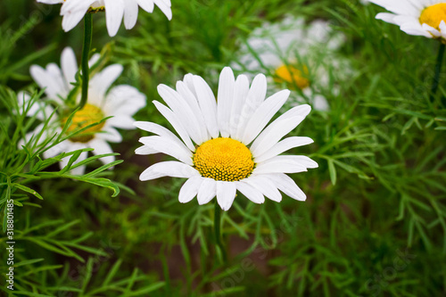 chamomile flowers close-up