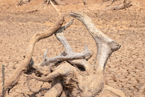 Drought and summer season, Hot landscape. Close up image of cracked dry land.