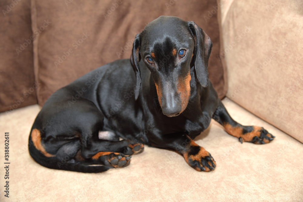 Black and tan dachshund lying on brown sofa
