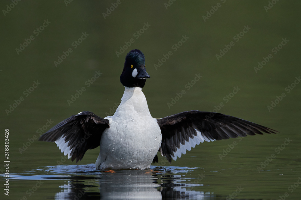 Common goldeneye (Bucephala clangula) Common goldeneye (Bucephala clangula)