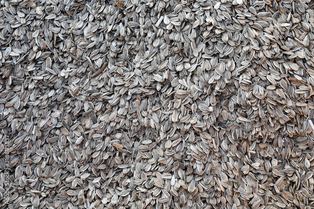 Fresh harvested Sunflower Seeds for background use. Fresh harvested Sunflower Seeds for background use.