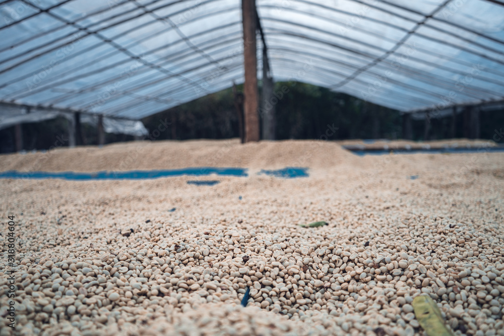 Fototapeta premium Closeup Dried coffee beans Background