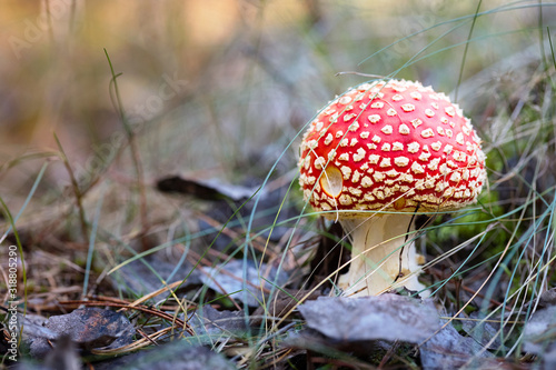 Fly agaric or amanita mushroom in the forest among pine needles and moss close up
