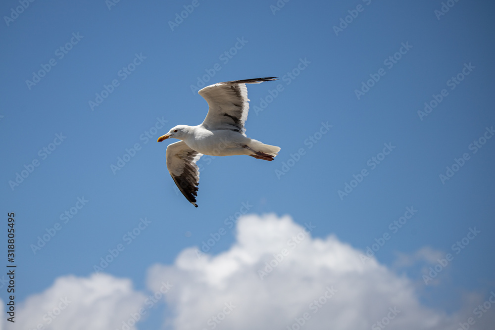 seagull in flight seagull in flight