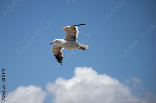 seagull in flight