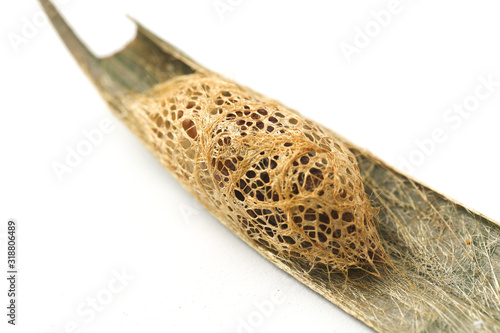 Kepongpong ulat sutra emas, Cricula Silkmoth (Cricula Trifenestrata) pupa, isolated on white background photo