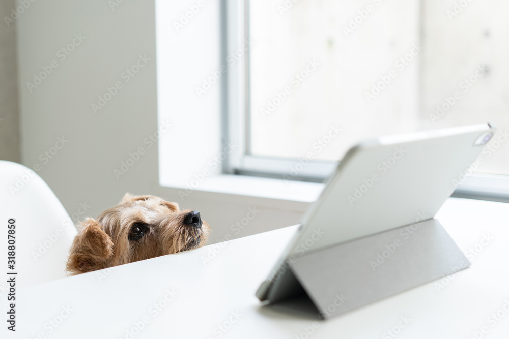 タブレットPCを見るノーフォークテリア犬
