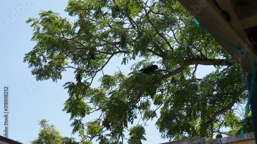 Black bird in green tree with blue sky