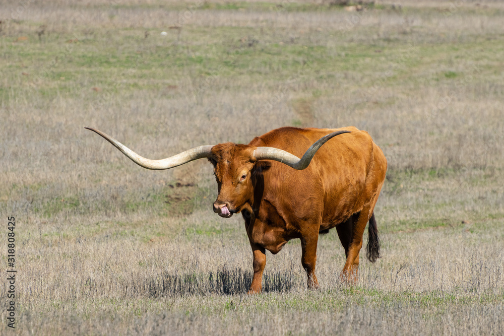 Large Longhorn bull walking across pasture Large Longhorn bull walking across pasture