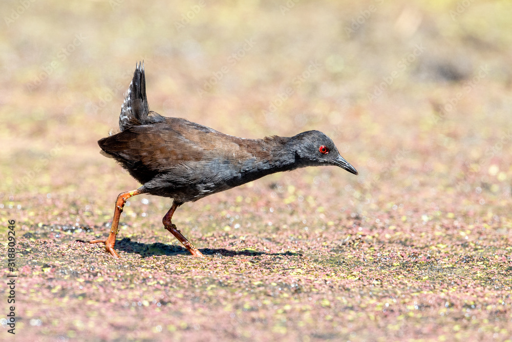 Fototapeta premium Spotless Crake in New Zealand