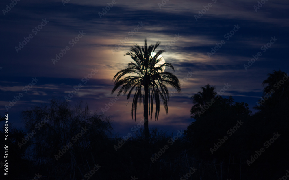 Fototapeta premium Luna detrás de palma tetrica
