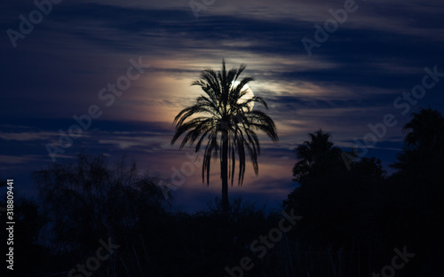 Luna detrás de palma tetrica