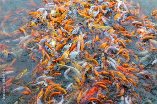 Fototapeta Naklejka Na Ścianę i Meble -  Koi fish in the farm ponds are raised in a large amount to relax and sell. Many koi fish in the pond waiting to be selected for distribution. Fish compete for food.
