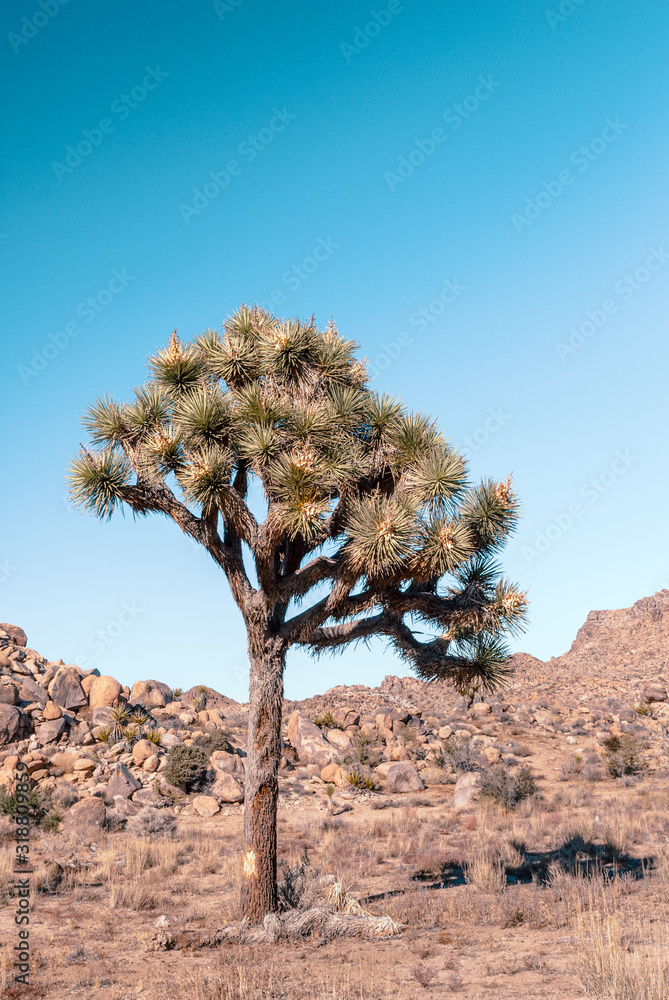 Joshua Tree, Yucca brevifolia, in Mojave Desert, Joshua Tree National Park, USA Joshua Tree, Yucca brevifolia, in Mojave Desert, Joshua Tree National Park, USA