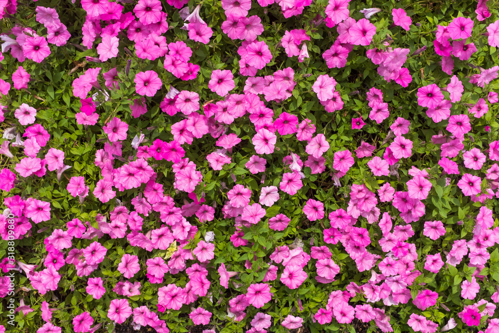High angle full frame view of pink petunia flowers with green leaves - nature background