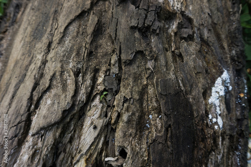 bark of a tree © Hadiyat