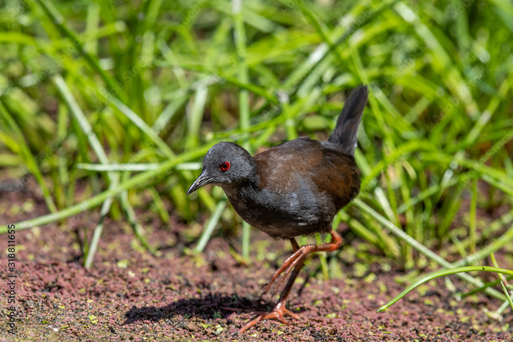 Fototapeta premium Spotless Crake in New Zealand