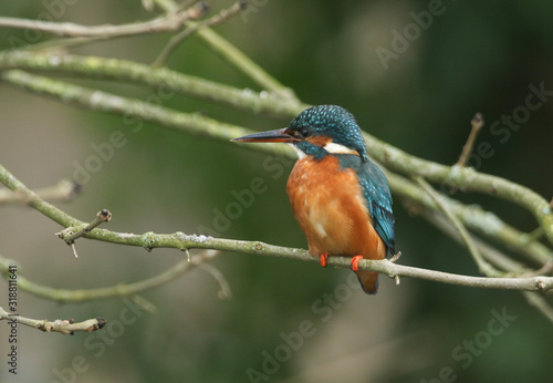  A magnificent hunting Kingfisher, Alcedo atthis, perching on a twig that is growing over a river. It is diving into the water catching fish to eat.